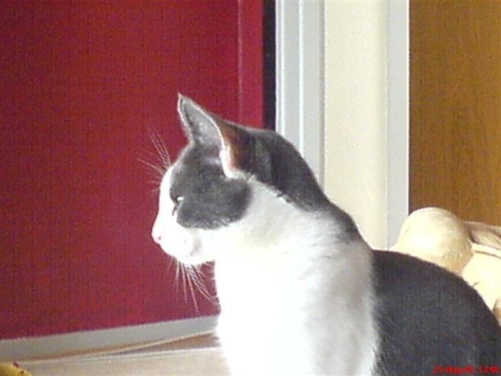 Huskat Dipzi - hygger mig billede 10