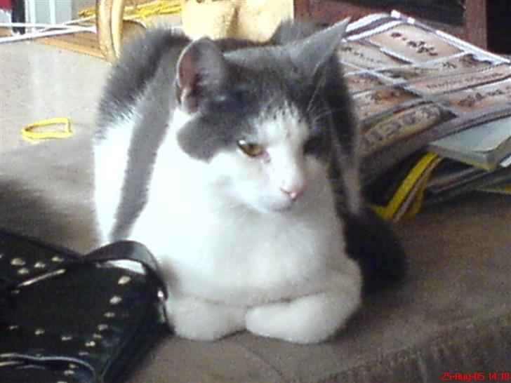 Huskat Dipzi - slapper lige af lidt billede 11