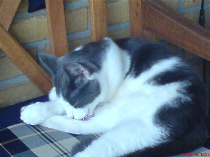 Huskat Dipzi - det er dejligt at ligge i haven og slappe af sammen med min mor billede 12