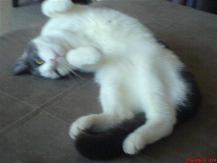 Huskat Dipzi - klø mig på maven billede 13