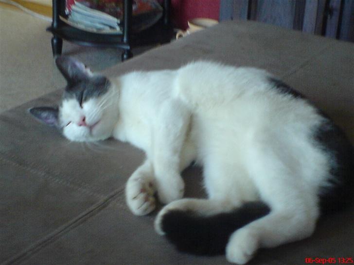 Huskat Dipzi - jeg hygger mig billede 14