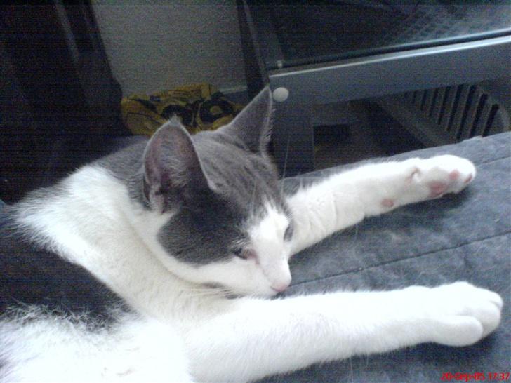 Huskat Dipzi - slapper af billede 15