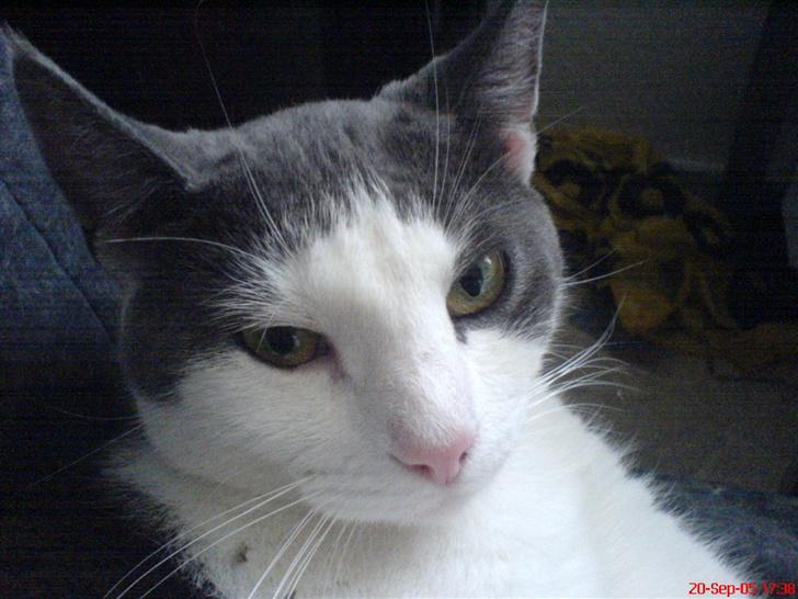 Huskat Dipzi - tit tit billede 16