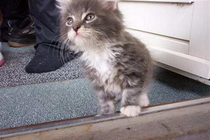 Blanding af racer Taz - lille myre billede 1