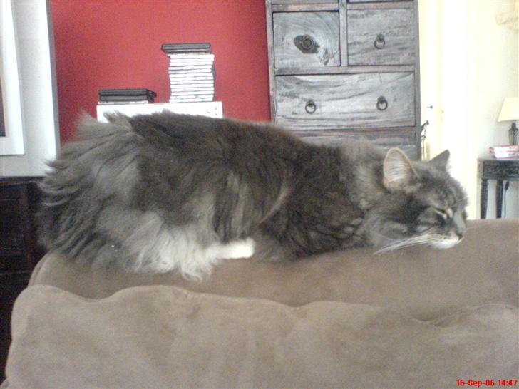 Blanding af racer Taz - tar mig lige en slapper på sofa armlænet billede 2