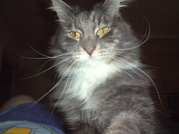 Blanding af racer Taz - .. billede 3