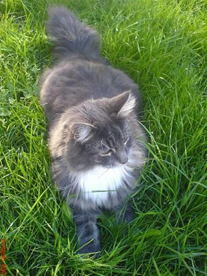 Blanding af racer Taz - en tur i haven er bare sagen billede 4