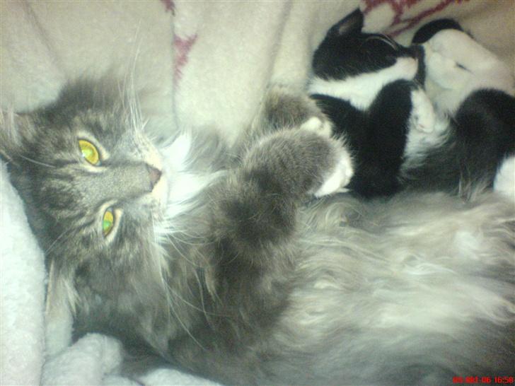 Blanding af racer Taz billede 5