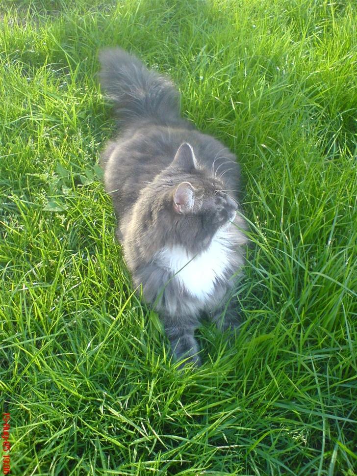 Blanding af racer Taz - hygger mig i haven billede 6