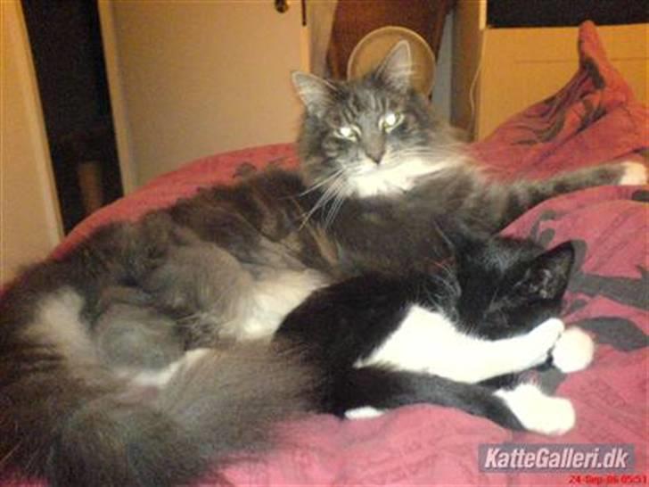 Blanding af racer Taz billede 7