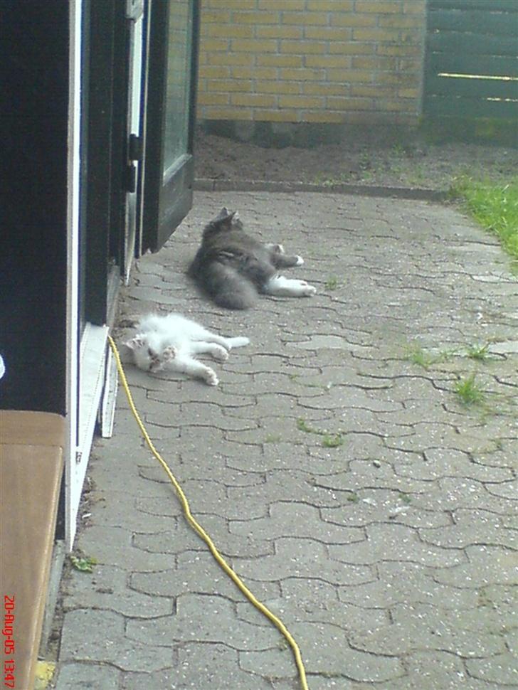 Blanding af racer Taz billede 8