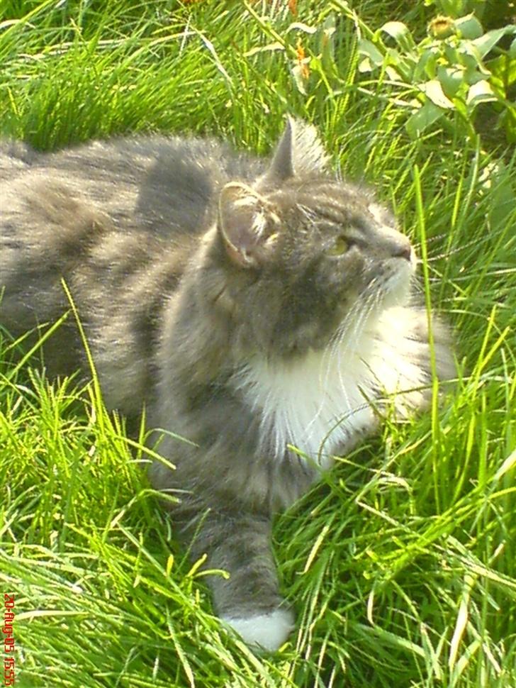 Blanding af racer Taz - elsker at ligge på græsset billede 9