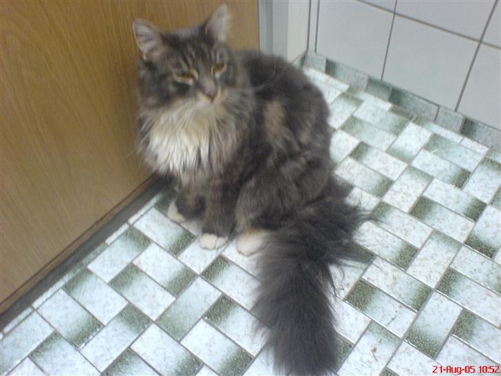 Blanding af racer Taz - flovt... jeg sad og sov på badeværelset billede 10