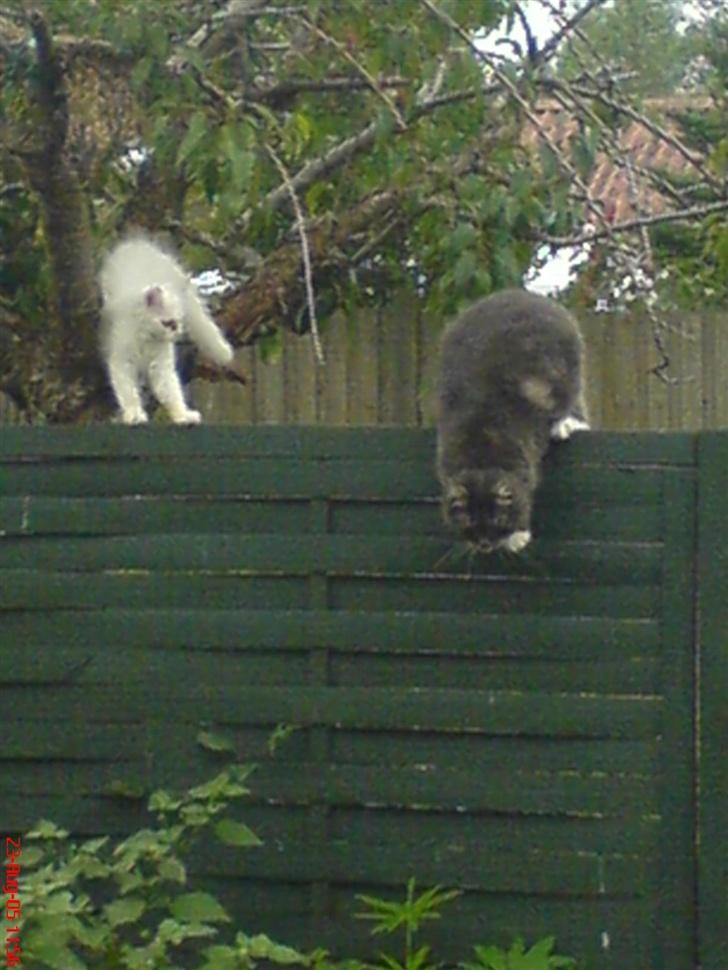 Blanding af racer Taz - er ikke for god til det her, må hellere hoppe ned billede 11