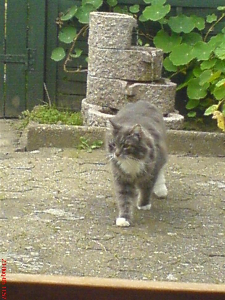 Blanding af racer Taz - har lige fået lidt vand billede 12