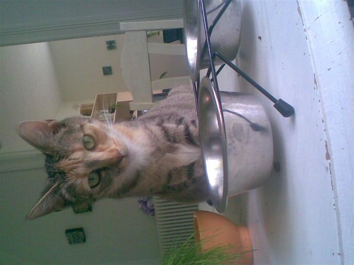 Huskat scarface *R.I.P.* billede 3