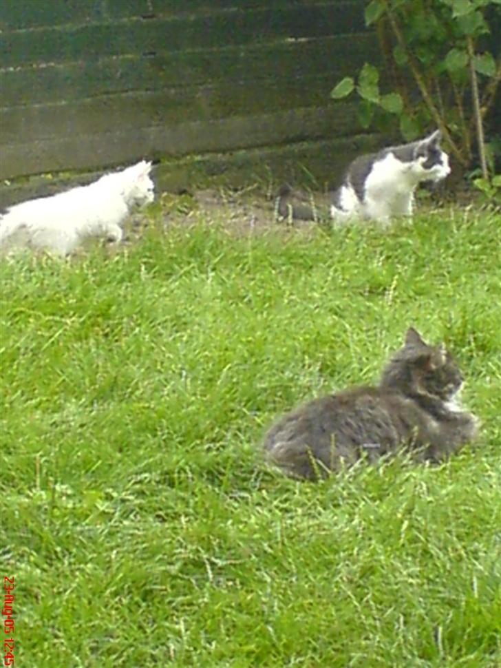 Blanding af racer Taz - hygger mig med min søs Dipzi og min"gamle" bror Elvis billede 13