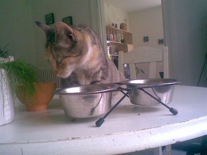 Huskat scarface *R.I.P.* billede 4