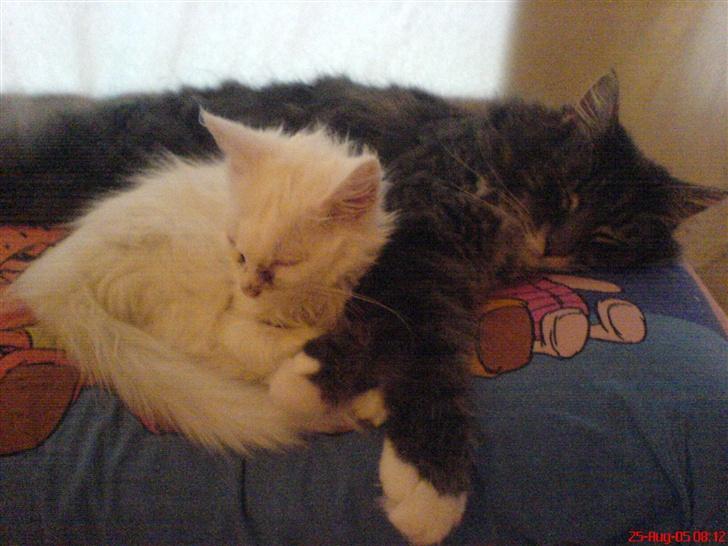 Blanding af racer Taz - jeg passer på en lille kat min mor har reddet billede 14