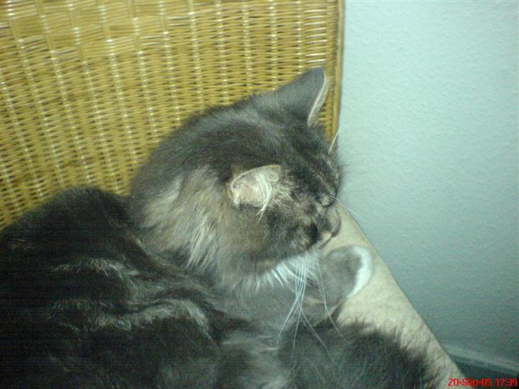 Blanding af racer Taz - er så søvnig billede 15