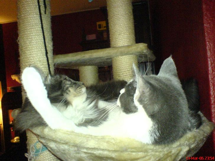 Blanding af racer Taz - sover sammen med min søs dipzi billede 16