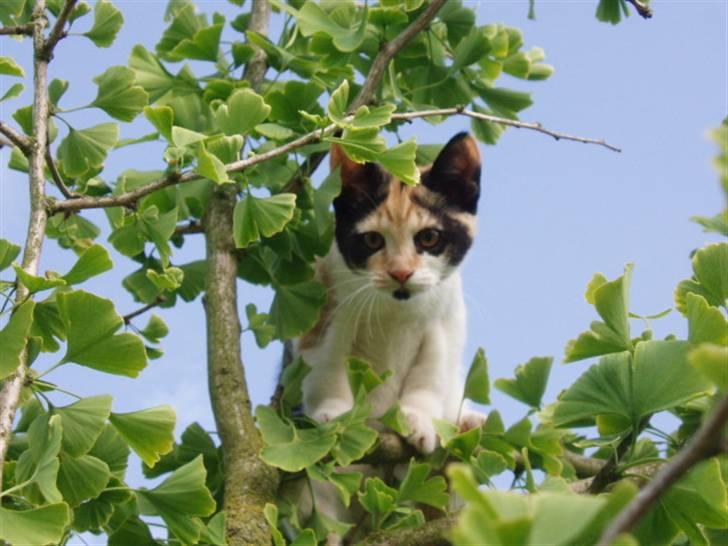 Huskat Freja billede 1