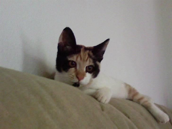 Huskat Freja billede 2