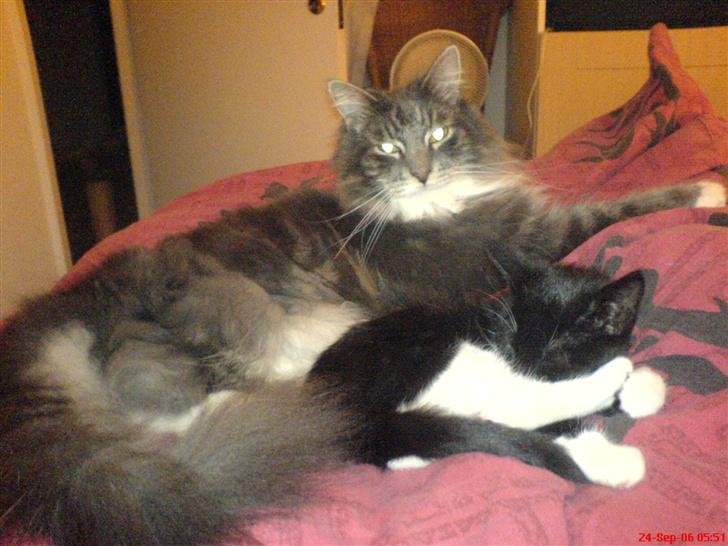 Huskat Harley solgt til Stella J - min store bror Taz passer på mig billede 2