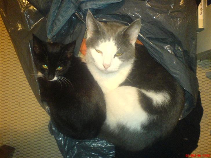 Huskat Harley solgt til Stella J - mig og min store søster Dipzi. billede 3