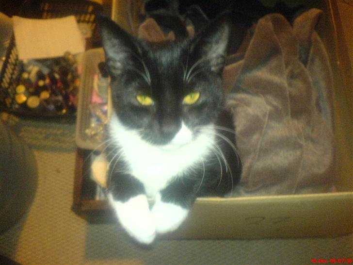Huskat Harley solgt til Stella J - holder øje med min mor som sidder ved computeren lige ved siden af... billede 4