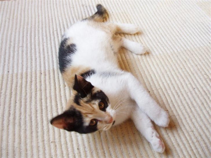 Huskat Freja billede 3