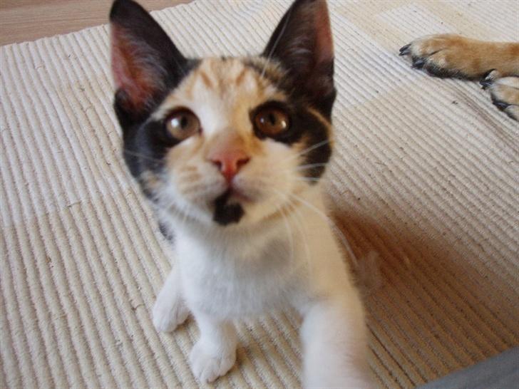 Huskat Freja billede 4