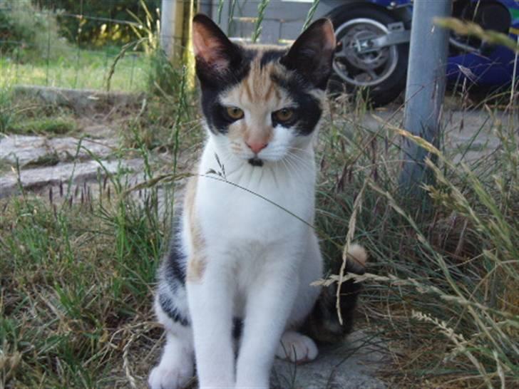 Huskat Freja billede 5