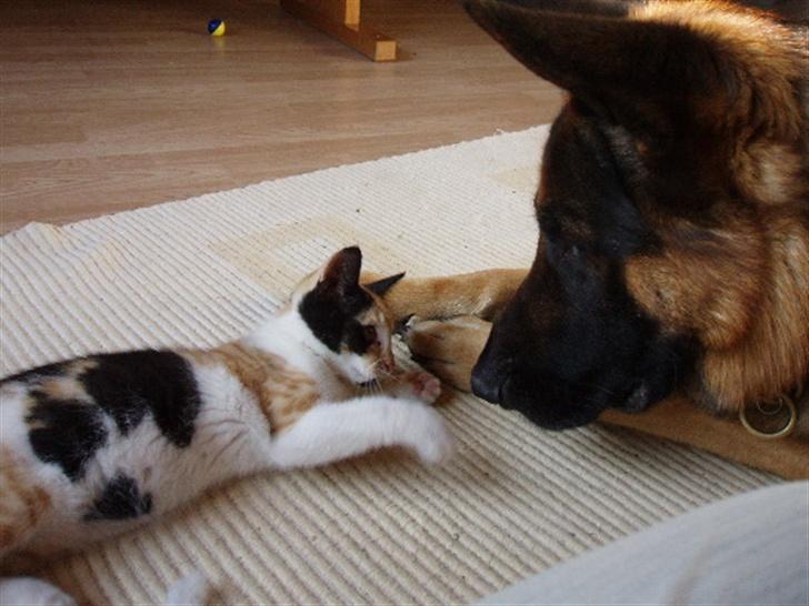 Huskat Freja billede 6