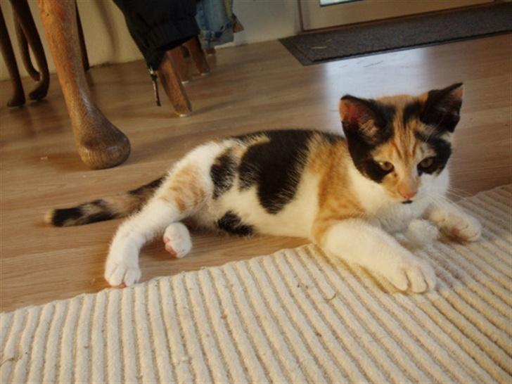 Huskat Freja billede 7