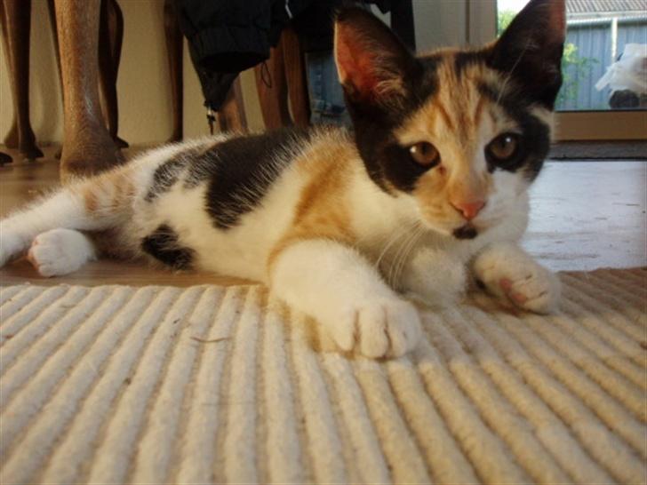 Huskat Freja billede 8