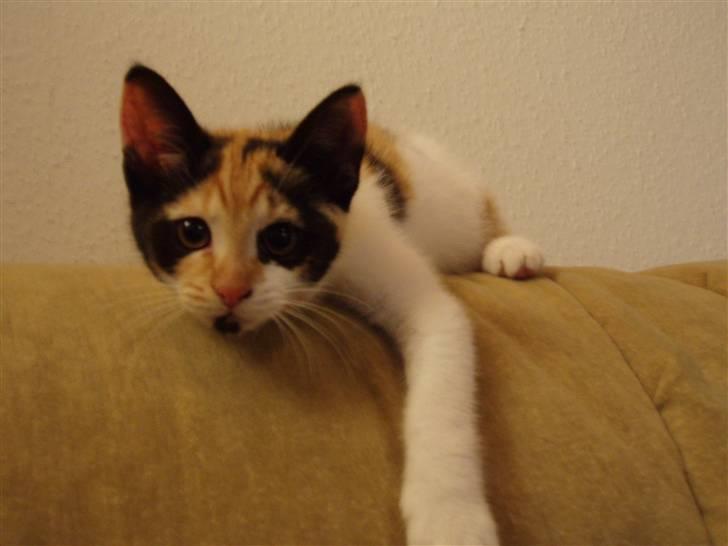 Huskat Freja billede 9