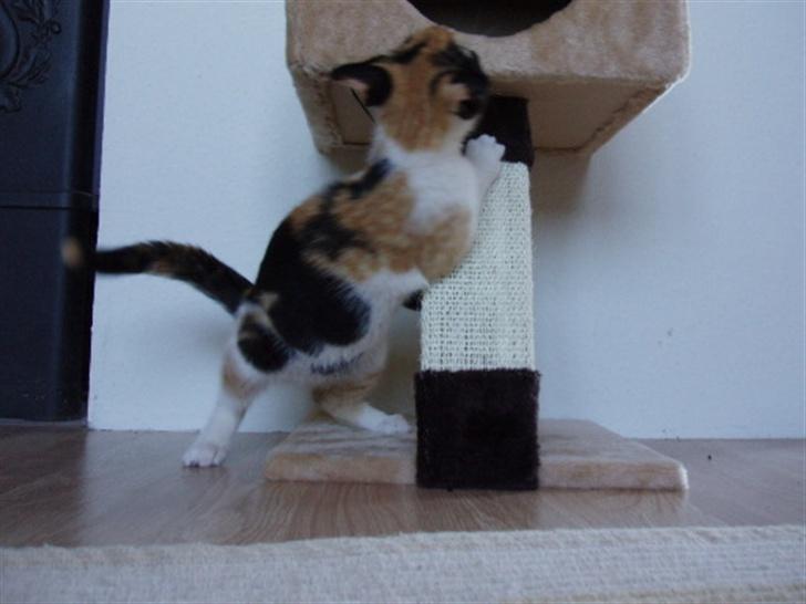 Huskat Freja billede 10