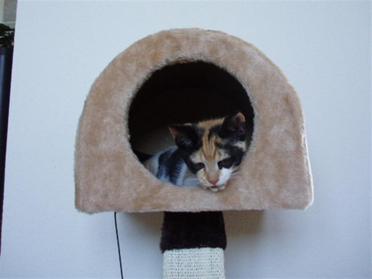 Huskat Freja billede 11