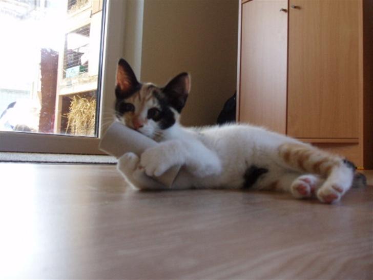 Huskat Freja billede 12