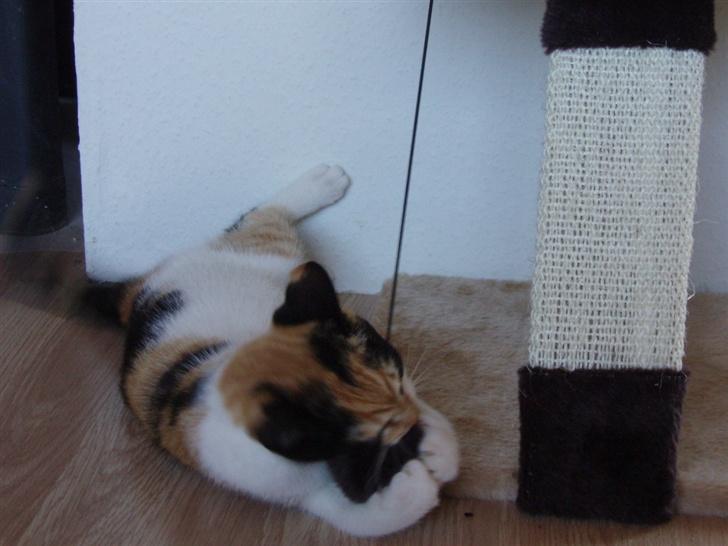 Huskat Freja billede 13