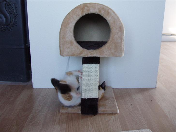 Huskat Freja billede 14