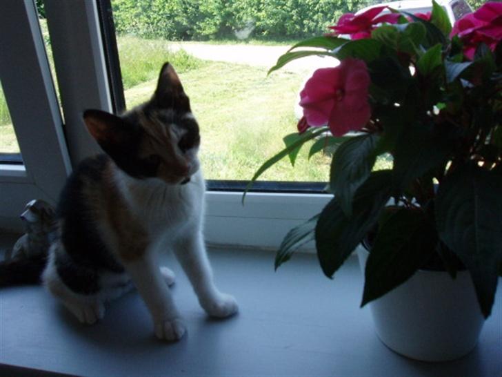 Huskat Freja billede 15