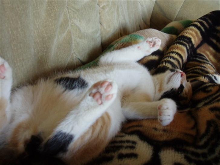 Huskat Freja billede 16