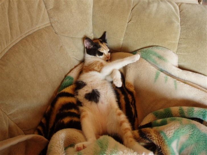 Huskat Freja billede 17