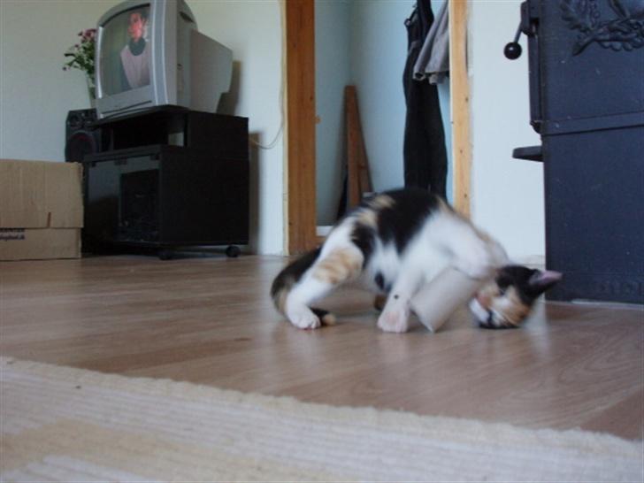 Huskat Freja billede 18