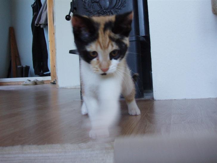 Huskat Freja billede 19