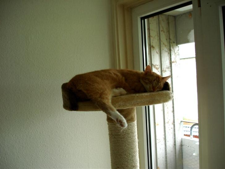 Huskat Sophie - Selv droningen kan falde i søvne på sin trone :-) billede 10