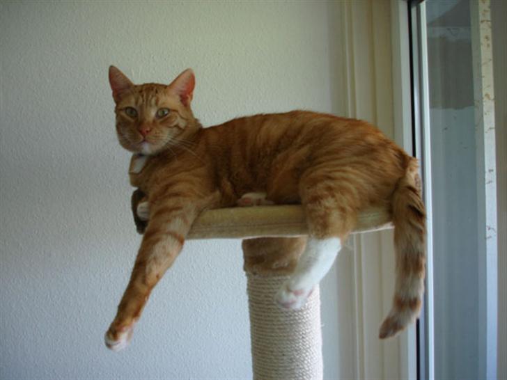 Huskat Lenin - Dronning Sophies trone er lidt for lille til mig.. :-) billede 9