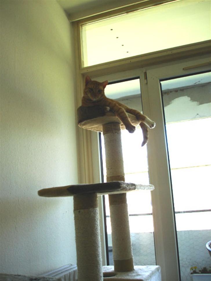 Huskat Lenin - Sådan føles det at være regent! billede 10